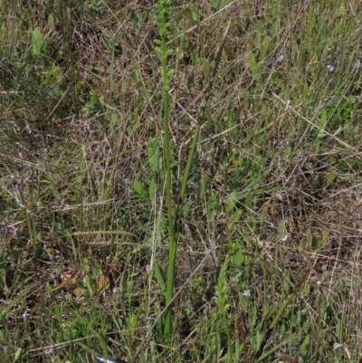 Microtis unifolia (Common Onion Orchid) at Bredbo, NSW - 16 Nov 2021 by AndyRoo
