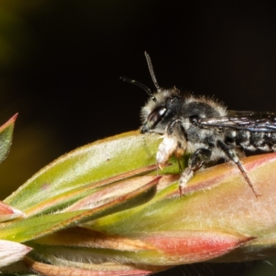 Megachile ferox (Resin bee) at Macgregor, ACT - 18 Nov 2021 by Roger