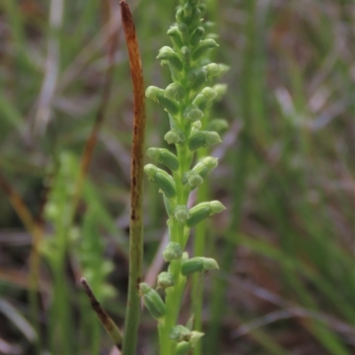 Microtis (genus) (onion orchids) at Bredbo, NSW - 16 Nov 2021 by AndyRoo