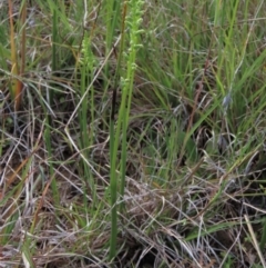 Microtis sp. at Bredbo, NSW - suppressed