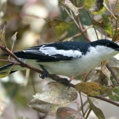Lalage tricolor (White-winged Triller) at Pialligo, ACT - 17 Nov 2021 by jb2602