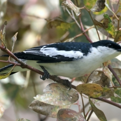 Lalage tricolor (White-winged Triller) at Pialligo, ACT - 16 Nov 2021 by jbromilow50