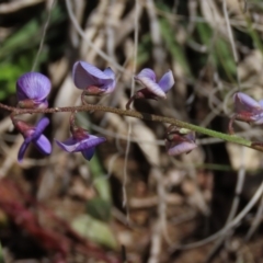 Swainsona monticola (Notched Swainson-Pea) at Bredbo, NSW - 15 Nov 2021 by AndyRoo