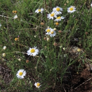 Brachyscome dentata at Bredbo, NSW - 16 Nov 2021