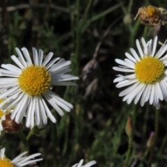 Brachyscome dentata at Bredbo, NSW - 16 Nov 2021