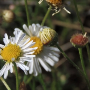 Brachyscome dentata at Bredbo, NSW - 16 Nov 2021