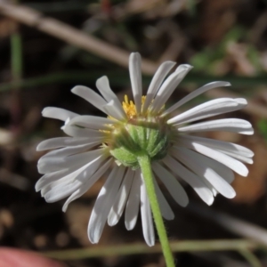 Brachyscome dentata at Bredbo, NSW - 16 Nov 2021