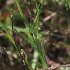 Brachyscome dentata at Bredbo, NSW - 16 Nov 2021