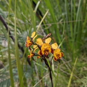 Diuris semilunulata at Tennent, ACT - suppressed