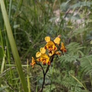 Diuris semilunulata at Tennent, ACT - suppressed