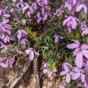 Tetratheca bauerifolia at Tennent, ACT - 18 Nov 2021