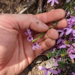 Tetratheca bauerifolia at Tennent, ACT - 18 Nov 2021