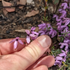 Tetratheca bauerifolia at Tennent, ACT - 18 Nov 2021