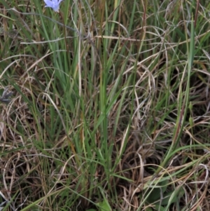 Wahlenbergia capillaris at Bredbo, NSW - 16 Nov 2021