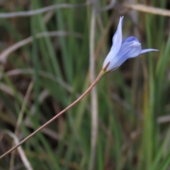 Wahlenbergia capillaris at Bredbo, NSW - 16 Nov 2021