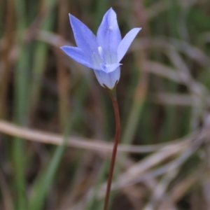 Wahlenbergia capillaris at Bredbo, NSW - 16 Nov 2021