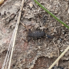 Lychas marmoreus (Little Marbled Scorpion) at West Wodonga, VIC - 18 Nov 2021 by ChrisAllen