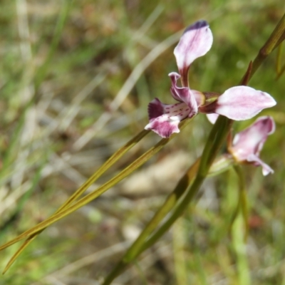Diuris dendrobioides (Late Mauve Doubletail) at Kambah, ACT - 18 Nov 2021 by MatthewFrawley