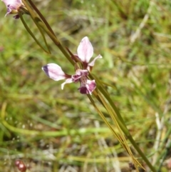 Diuris dendrobioides at suppressed - 18 Nov 2021