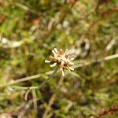 Euchiton involucratus (Star Cudweed) at Mount Taylor - 18 Nov 2021 by MatthewFrawley