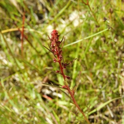 Haloragis heterophylla (Variable Raspwort) at Mount Taylor - 18 Nov 2021 by MatthewFrawley