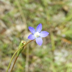 Wahlenbergia sp. (Bluebell) at Mount Taylor - 18 Nov 2021 by MatthewFrawley