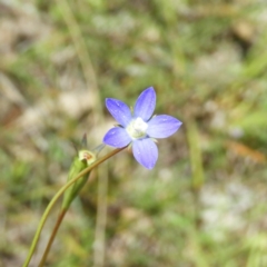 Wahlenbergia sp. (Bluebell) at Kambah, ACT - 18 Nov 2021 by MatthewFrawley