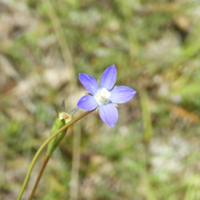 Wahlenbergia sp. (Bluebell) at Kambah, ACT - 18 Nov 2021 by MatthewFrawley