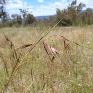 Themeda triandra at Kambah, ACT - 18 Nov 2021