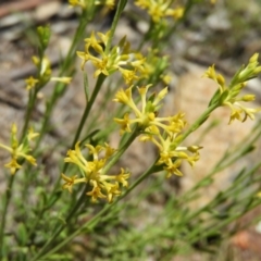 Pimelea curviflora (Curved Rice-flower) at Mount Taylor - 18 Nov 2021 by MatthewFrawley