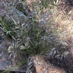 Rytidosperma (genus) (Wallaby Grass) at Hughes, ACT - 17 Nov 2021 by ruthkerruish