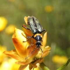 Chauliognathus lugubris (Plague Soldier Beetle) at Mount Taylor - 18 Nov 2021 by MatthewFrawley