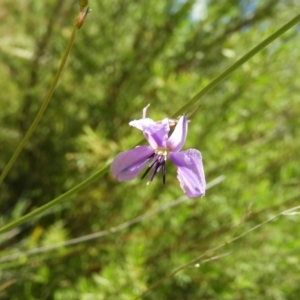 Arthropodium fimbriatum at Kambah, ACT - 18 Nov 2021