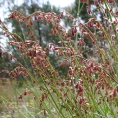 Haloragis heterophylla (Variable Raspwort) at Campbell, ACT - 11 Nov 2021 by JanetRussell