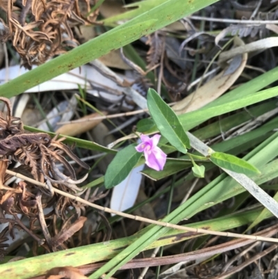 Polymeria calycina (Slender Bindweed) at Evans Head, NSW - 18 Nov 2021 by AliClaw