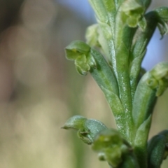 Microtis unifolia (Common Onion Orchid) at Murrumbateman, NSW - 16 Nov 2021 by SimoneC