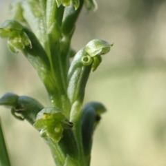 Microtis unifolia at Murrumbateman, NSW - 16 Nov 2021