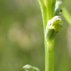 Microtis unifolia at Murrumbateman, NSW - suppressed