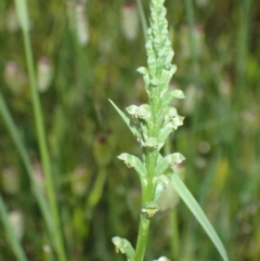 Microtis unifolia at Murrumbateman, NSW - 16 Nov 2021