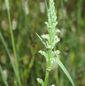 Microtis unifolia at Murrumbateman, NSW - 16 Nov 2021