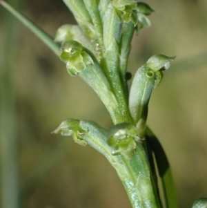 Microtis unifolia at Murrumbateman, NSW - suppressed