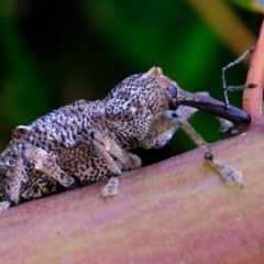 Orthorhinus cylindrirostris (Elephant Weevil) at Galong, NSW - 18 Nov 2021 by Kurt