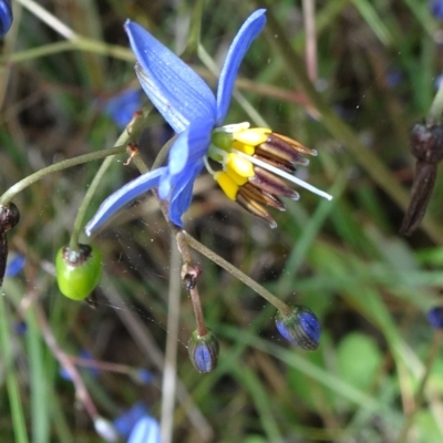 Dianella revoluta var. revoluta (Black-Anther Flax Lily) at Campbell, ACT - 10 Nov 2021 by JanetRussell