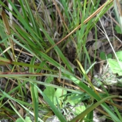 Dianella revoluta var. revoluta at Campbell, ACT - 11 Nov 2021