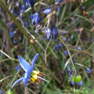 Dianella revoluta var. revoluta at Campbell, ACT - 11 Nov 2021