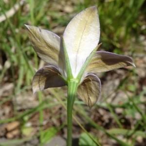 Wahlenbergia luteola at Campbell, ACT - 11 Nov 2021