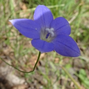 Wahlenbergia luteola at Campbell, ACT - 11 Nov 2021