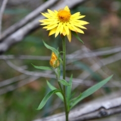 Xerochrysum bracteatum (Golden Everlasting) at Moruya, NSW - 18 Nov 2021 by LisaH