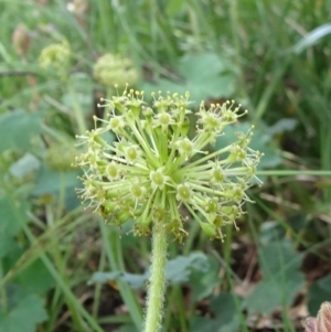 Hydrocotyle laxiflora at Campbell, ACT - 11 Nov 2021