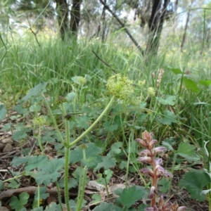 Hydrocotyle laxiflora at Campbell, ACT - 11 Nov 2021